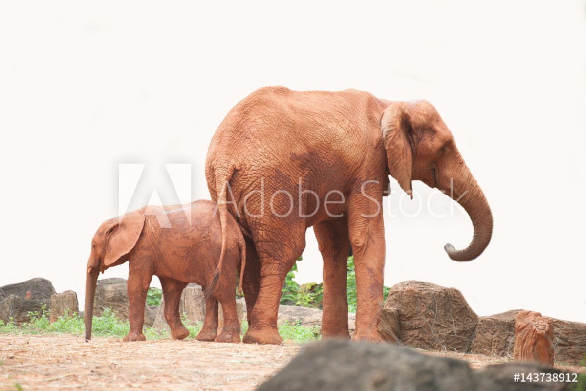 Image de Elephants are large mammals of the family Elephantidae and the order Proboscidea
